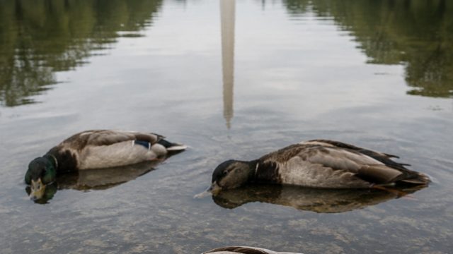 Concerns Rise as Multiple Dead Ducks Discovered in Reflecting Pool
