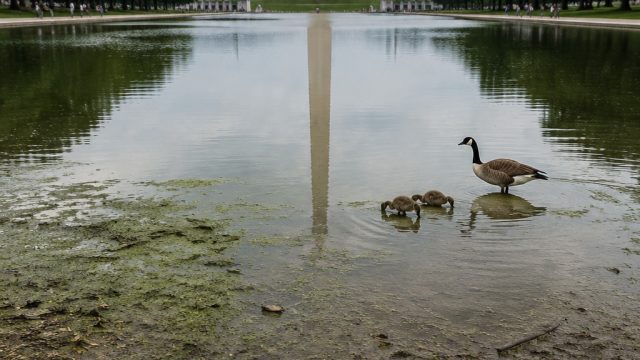 Reflecting Pool Controversies: Maintenance Woes and Wildlife Losses