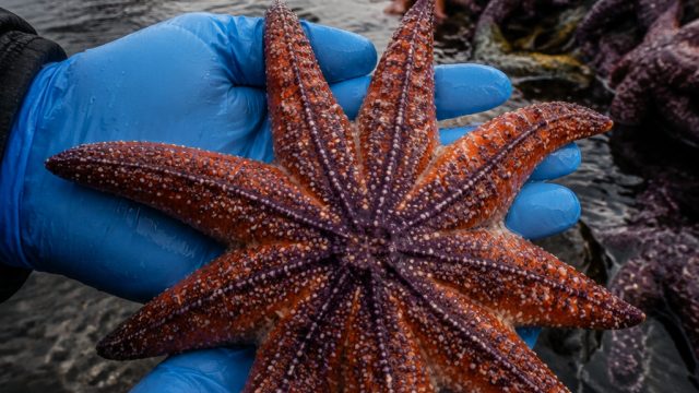 Urgent Call to Protect Sunflower Sea Stars from Extinction