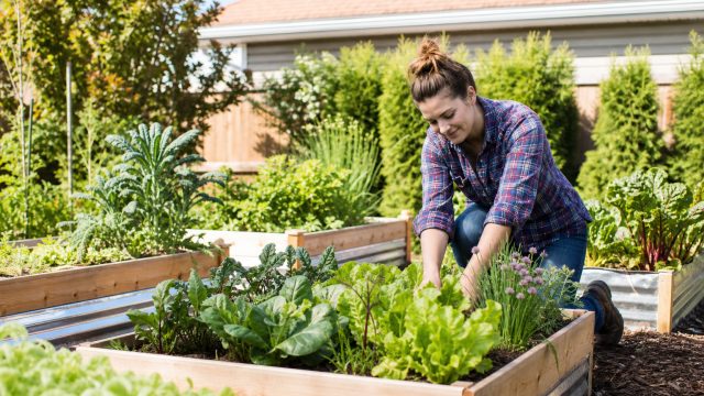 Innovative Raised-Bed Gardening: A New Era for Enthusiasts in Ohio